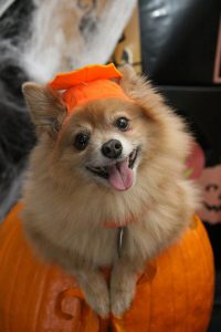 Howl-o-ween as one of the things to do for Halloween in Miami.