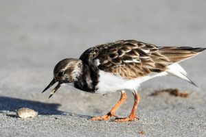 Top places for families in South Florida. Bird and a shell.