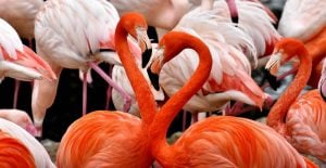 Endangered species, flamingos captured.