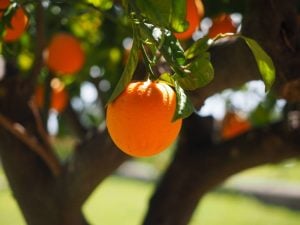 Oranges hanging from the tree.