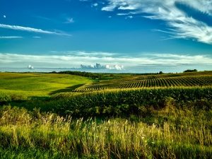 Iowa fileds