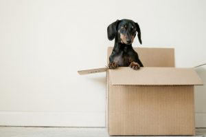 Leftover boxes can be used by your pets as toys