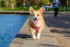Pasea a tu perro regularmente y conocerás gente nueva
