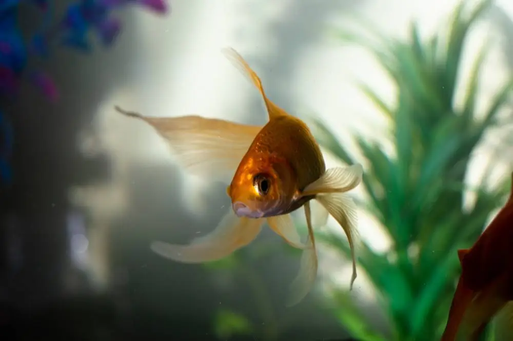 How to move a fish tank
