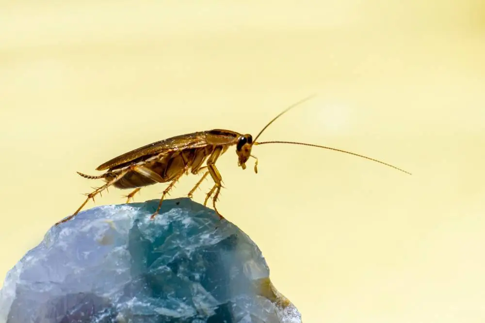Bug Battle: Conquering Miami Insect Invasion – Tips for New Residents