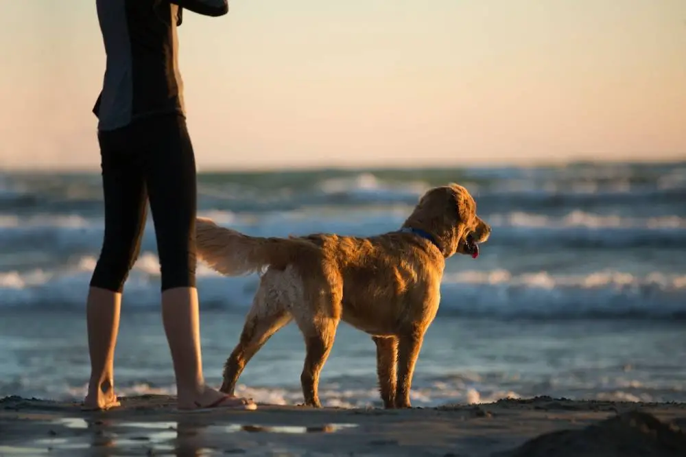 Ultimate Guide to Moving with Pets to Miami